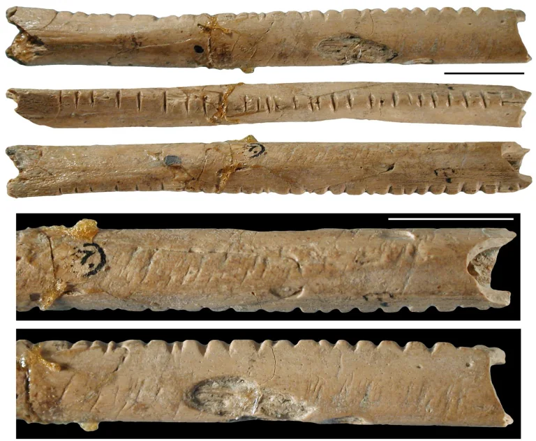 What are the Ishango and Lebombo Bones?
